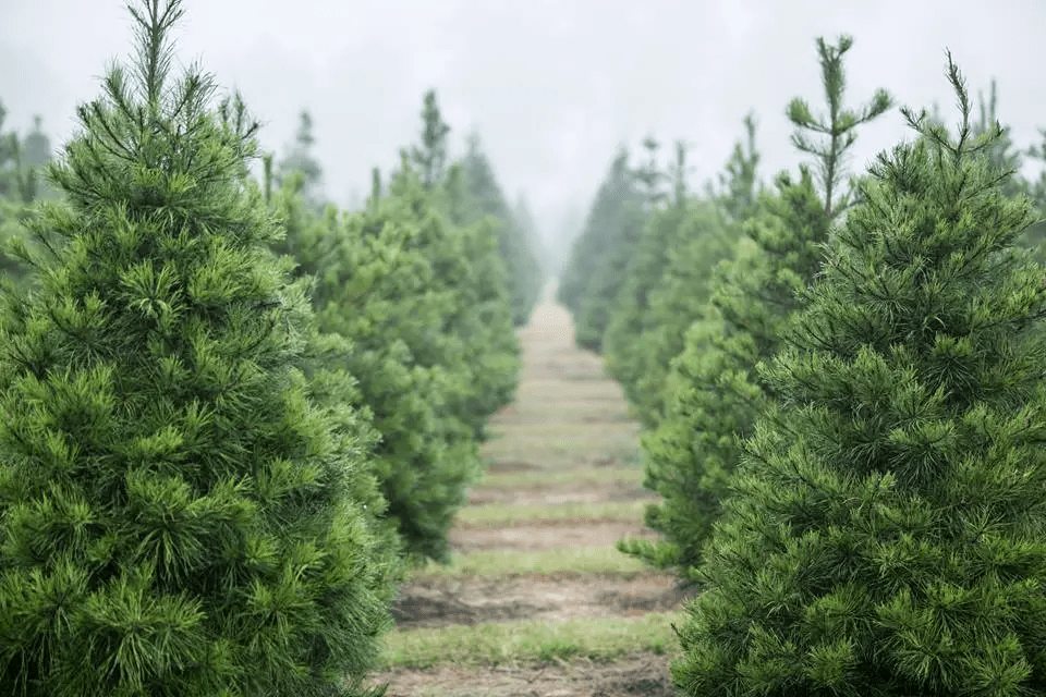 best places to take pictures in Houston - Old Time Christmas Tree Farm in Spring