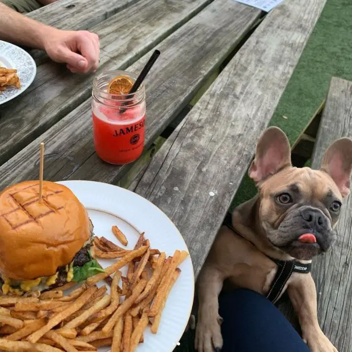 dog friendly bars in Houston - Cottonwood