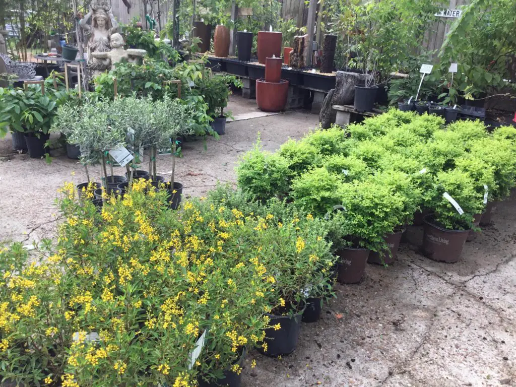 Best Plant Nursery In Houston - Zone 9 Tropicals