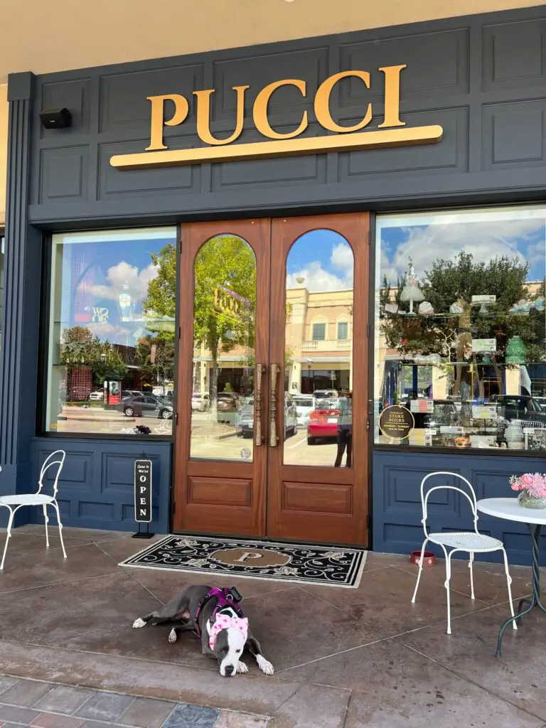 dog friendly bars in Houston - Pucci Café