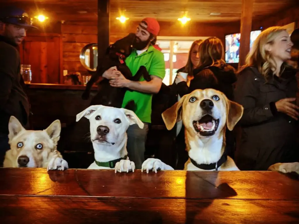 best sports bars in Houston - Underdog's Pub