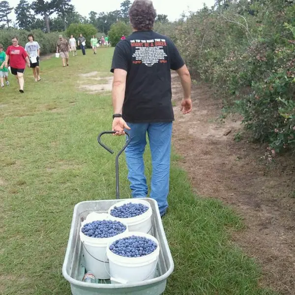 things to do in Conroe TX - Moorhead's Blueberry Farm