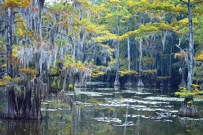 Things To Do In East Texas - Caddo Lake State Park