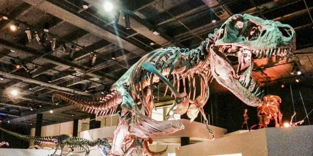 Fun Things To Do In Missouri City TX - Houston Museum of Natural Science