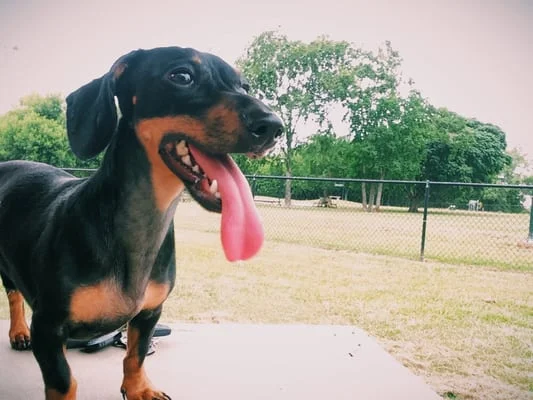 things to do in Deer Park Tx - Ella and Friends Dog Park