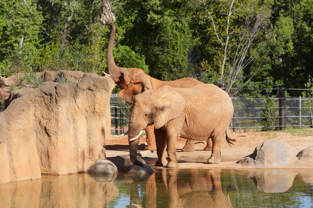 Things To Do In Tyler, Texas - Caldwell Zoo