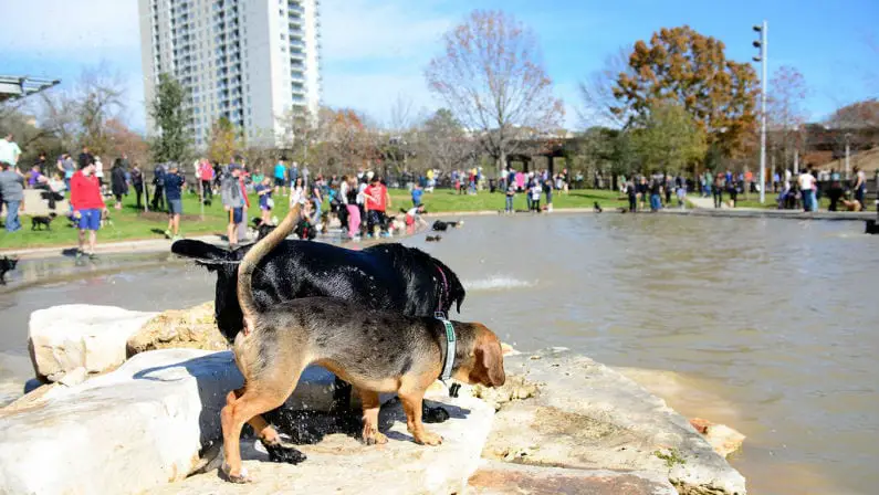 Best Dog Parks In Houston - Westwillow Dog Park