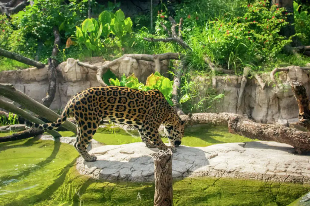 Reasons to Visit the Houston Zoo