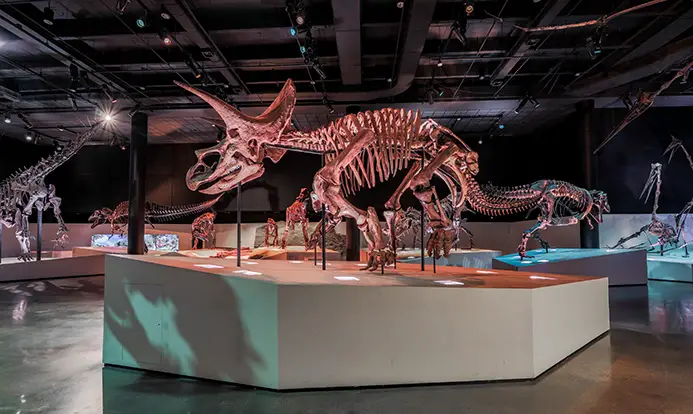 Visit Houston Museum of Natural Science