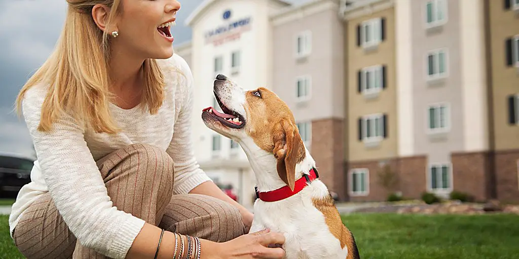 IHG Hotels That Allow Dogs in Houston