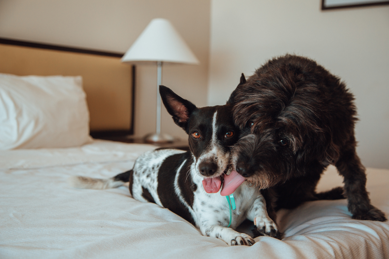 Houston Hotels That Allow More Than Two Pets