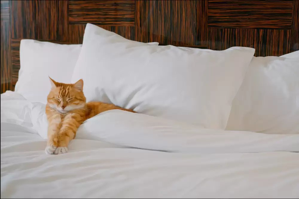 Hotels That Accept Cats in Houston