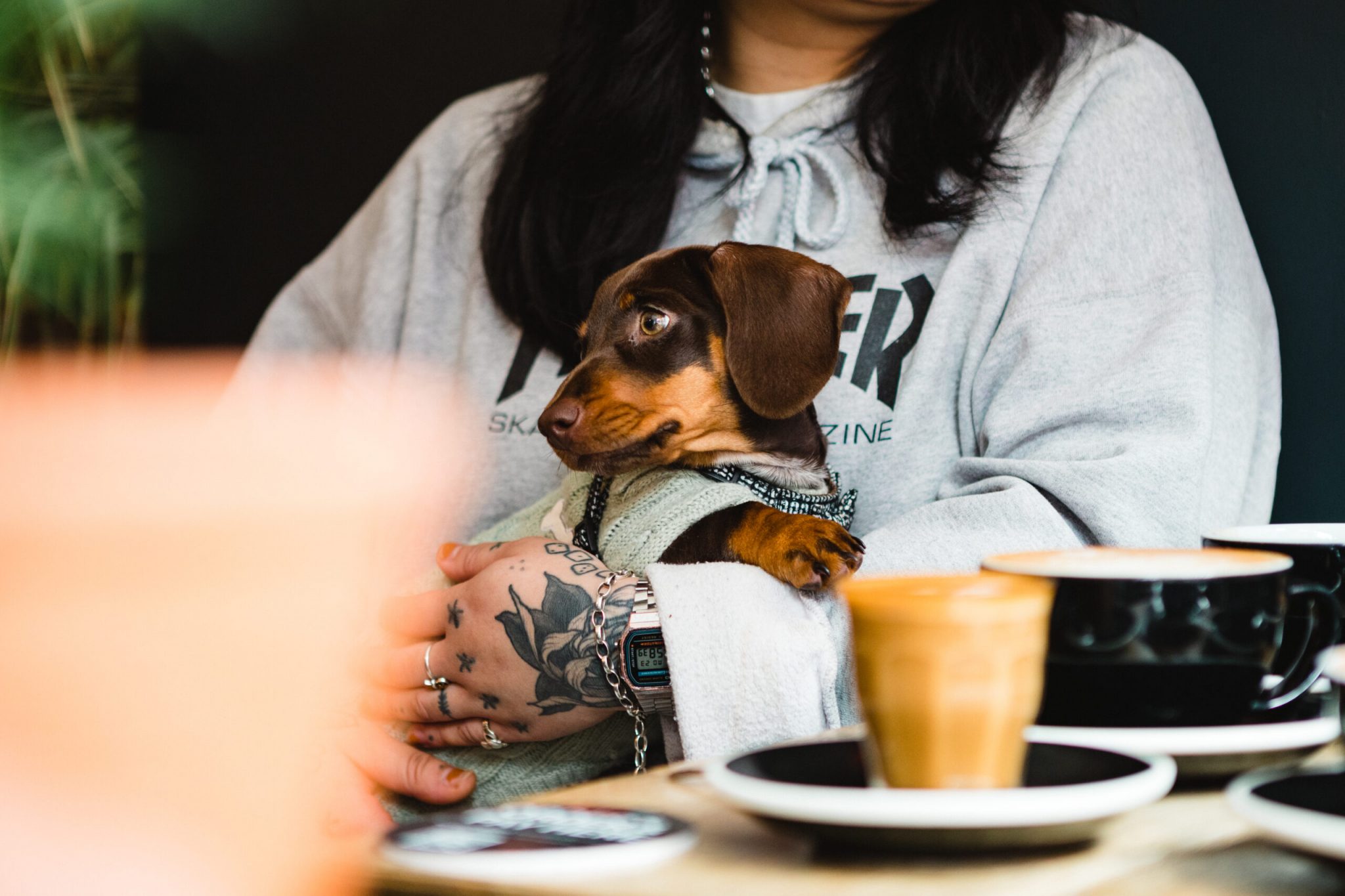 Coffee dog