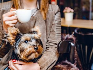 Dog Friendly Coffee Shops In Houston