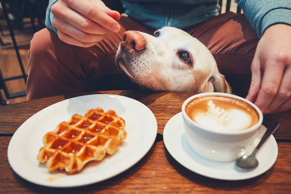 Dog Friendly Coffee Shops In Houston